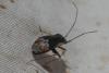 Adelphocoris seticornis